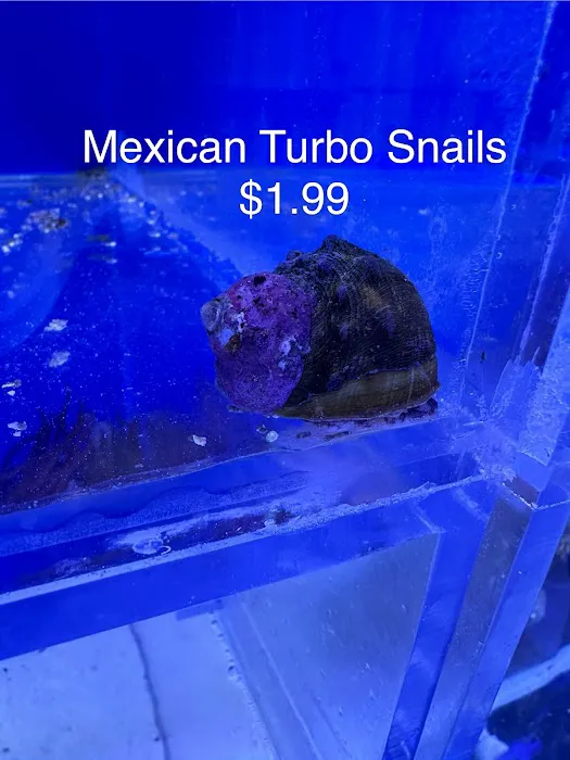 Hidden Reef Aquariums 12