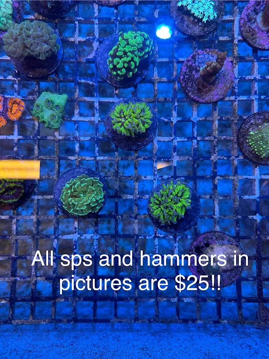 Hidden Reef Aquariums 12
