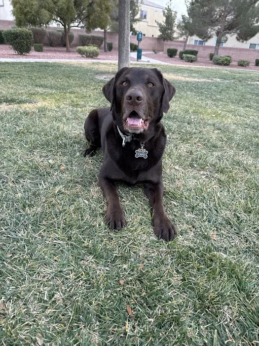 Cheyenne Tonopah Animal Hospital 12