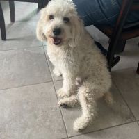 Cheyenne Tonopah Animal Hospital ico