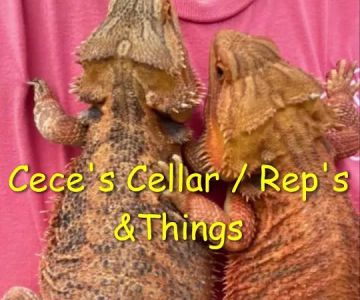 Cece's Cellar