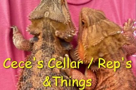Cece's Cellar
