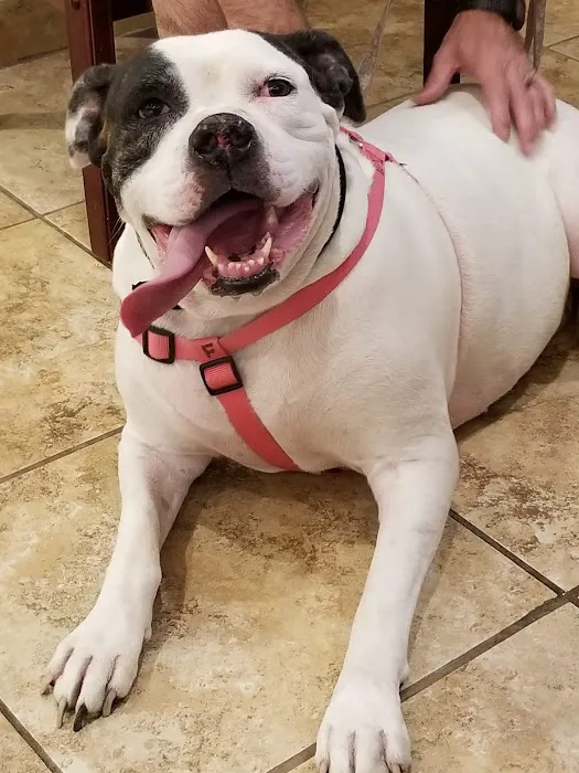 Cheyenne West Animal Hospital 12