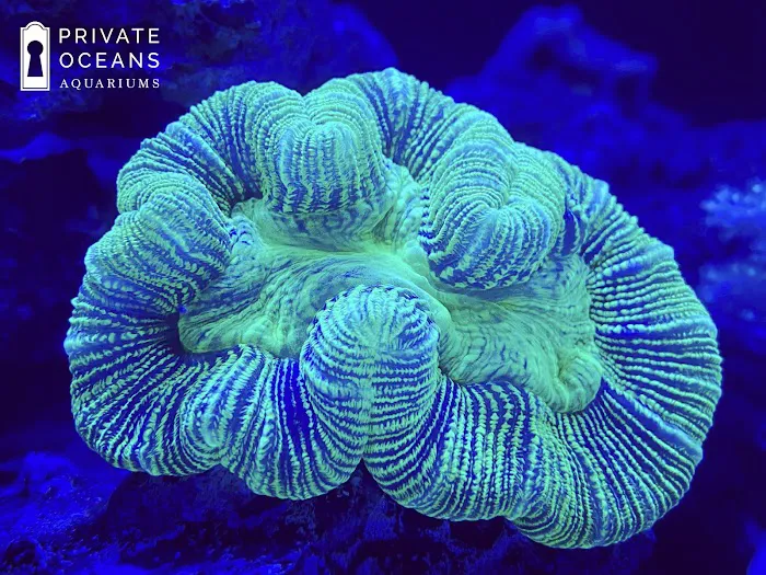 Private Oceans Aquariums 12