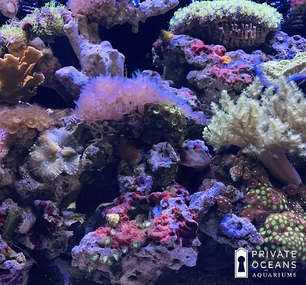 Private Oceans Aquariums 12