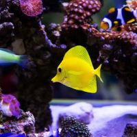 Private Oceans Aquariums ico