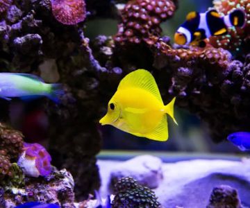 Private Oceans Aquariums