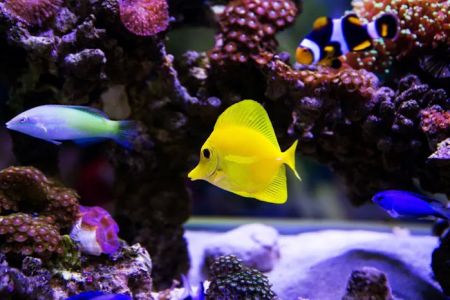 Private Oceans Aquariums