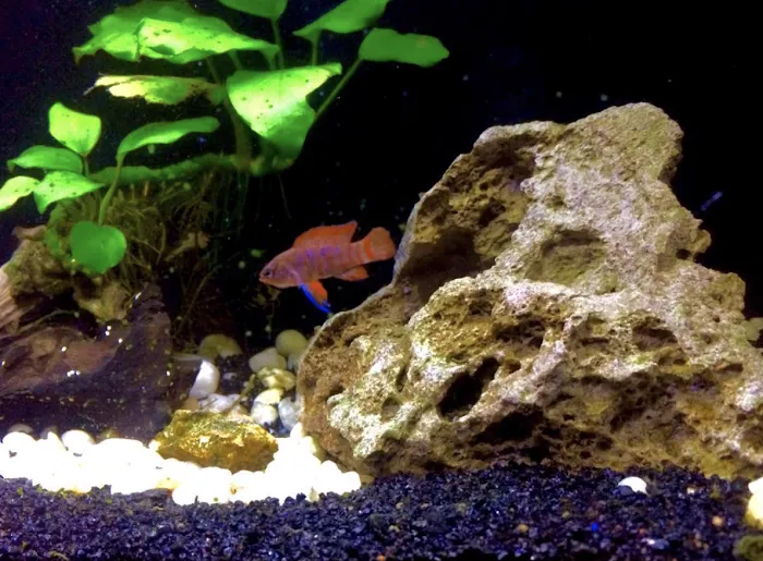 Private Oceans Aquariums 12