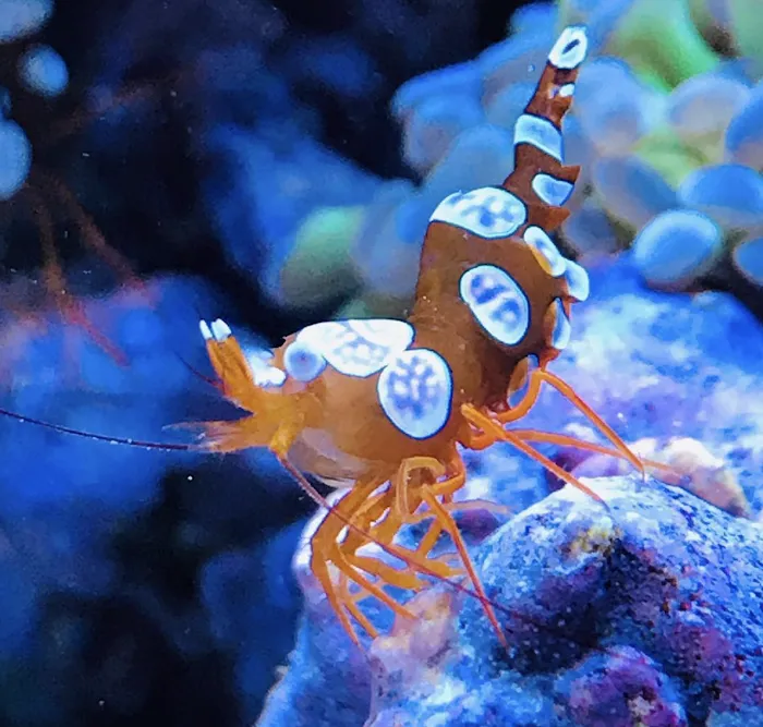 Private Oceans Aquariums 12