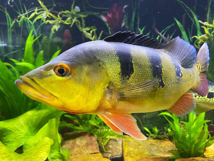 Badfish Florida LLC 12