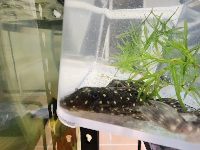 Colorful Aquariums LLC 12
