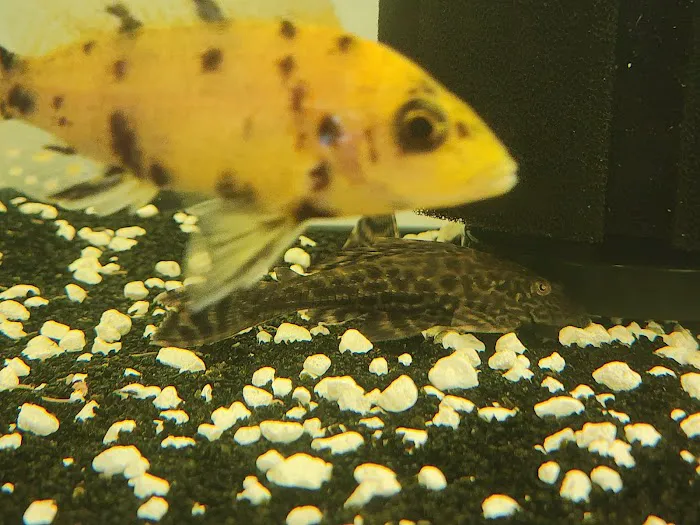 Colorful Aquariums LLC 12