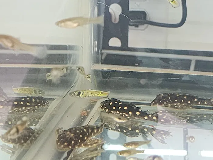 Colorful Aquariums LLC 12