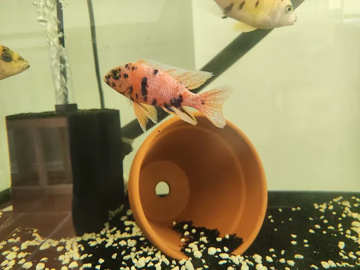 Colorful Aquariums LLC 12