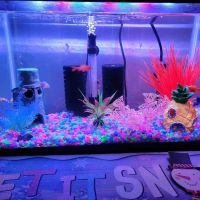 Colorful Aquariums LLC ico