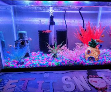 Colorful Aquariums LLC