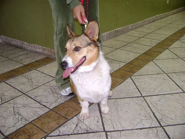 East Charleston Animal Hospital 12