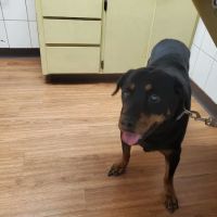 Sunrise Veterinary Clinic ico