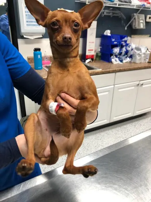 Heaven Can Wait Animal Society Wellness Clinic 12
