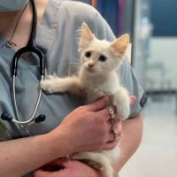 Heaven Can Wait Animal Society Wellness Clinic ico