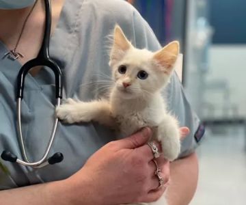 Heaven Can Wait Animal Society Wellness Clinic