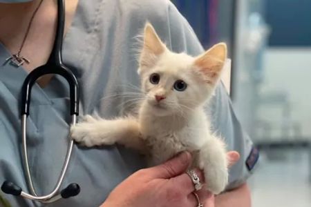 Heaven Can Wait Animal Society Wellness Clinic