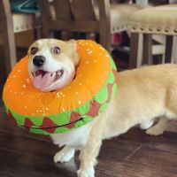Heaven Can Wait Animal Society Spay & Neuter Clinic ico