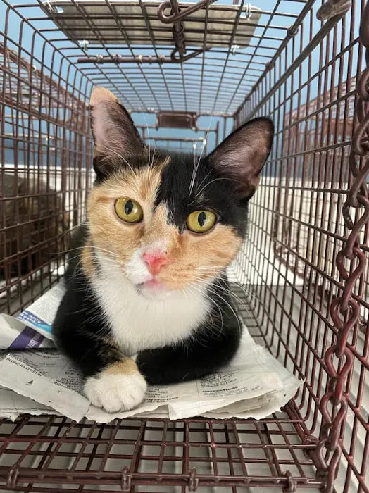Heaven Can Wait Animal Society Spay & Neuter Clinic 12