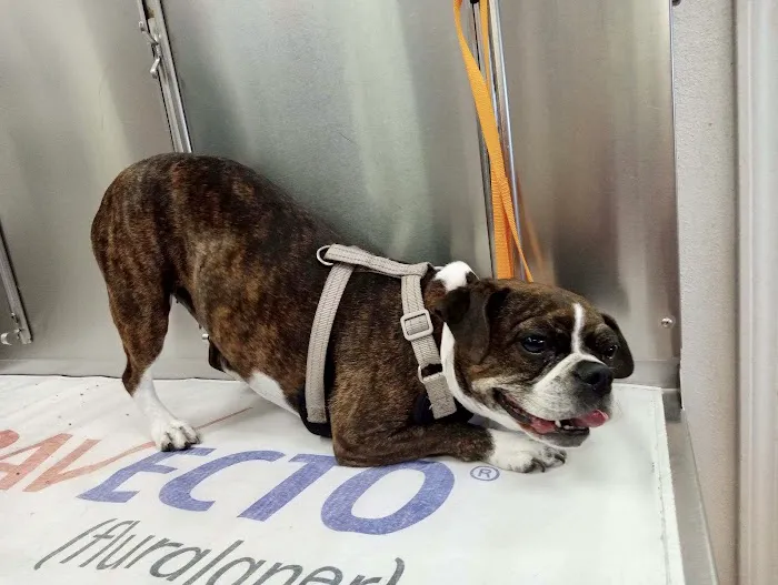 Merrill Animal Clinic: Rogaski Cathy DVM 12
