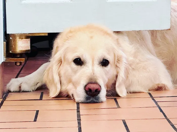 Merrill Animal Clinic: Rogaski Cathy DVM 12