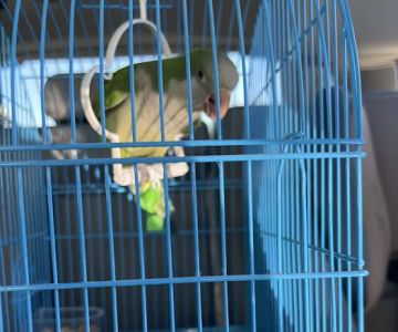 Junior Pet Shop