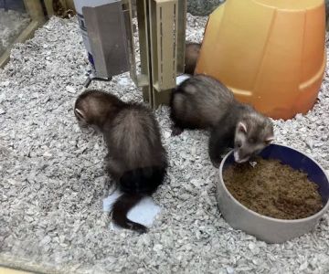 Pet Supermarket