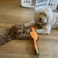 Fort Caroline Animal Clinic ico