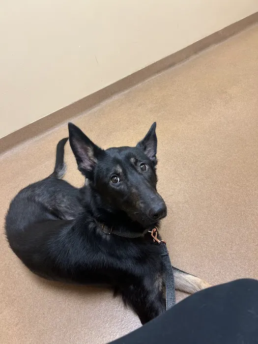 Dames Point Animal Hospital 12