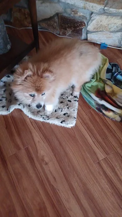 Dames Point Animal Hospital 12