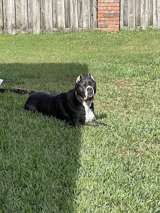 Dames Point Animal Hospital 12