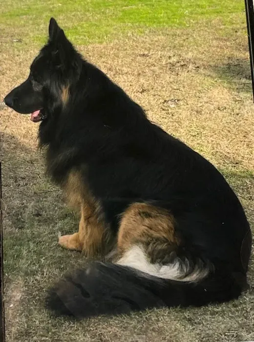 Dames Point Animal Hospital 12