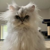 HelloVet - Pet Care at Home ico