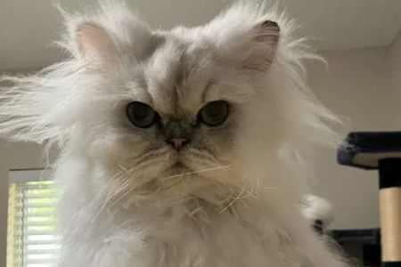 HelloVet - Pet Care at Home