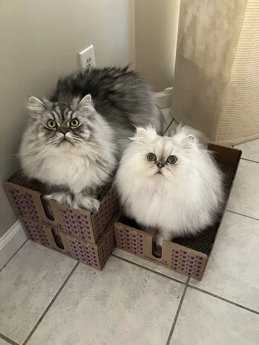 HelloVet - Pet Care at Home 12