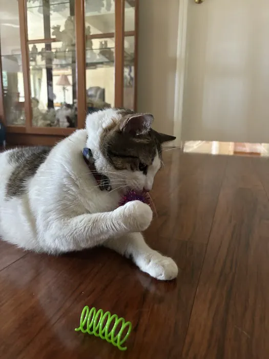 HelloVet - Pet Care at Home 12
