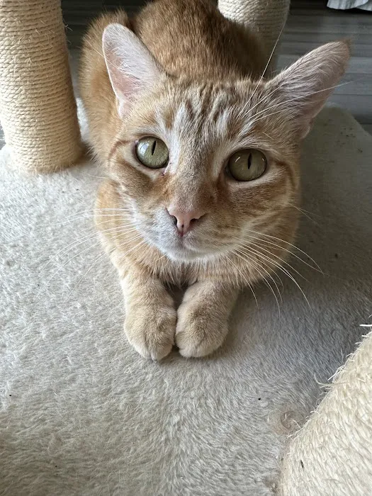 HelloVet - Pet Care at Home 12