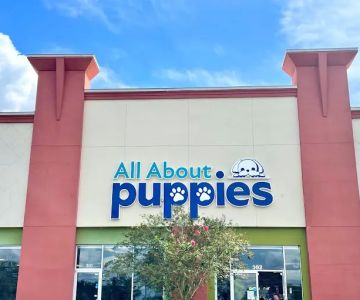 All About Puppies