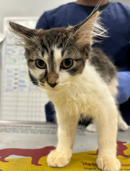 Forever Vets Animal Hospital - Riverside 12