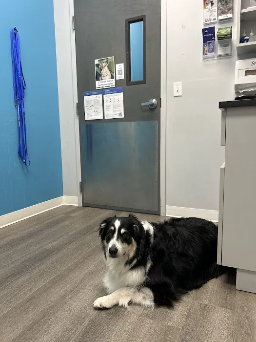 Forever Vets Animal Hospital - Riverside 12