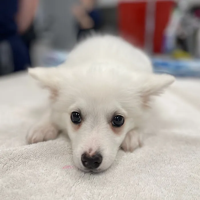 Forever Vets Animal Hospital - Riverside 12