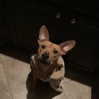 Pet Adoptions ico