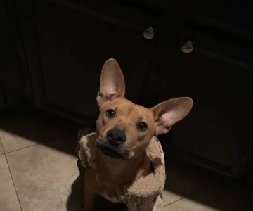Pet Adoptions