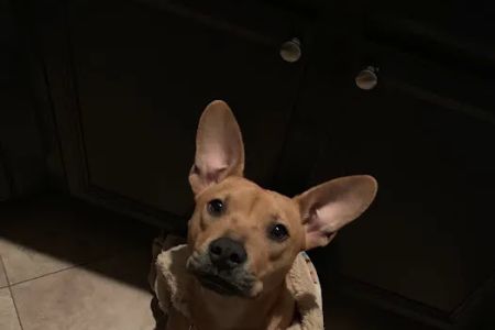Pet Adoptions